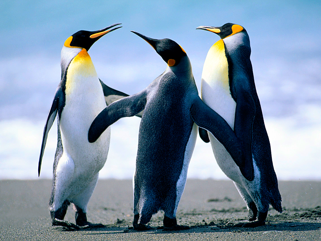첨부이미지 : Penguins.jpg